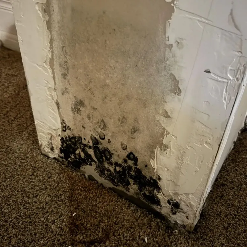 Professional Mold Removal in Ravenna, MI